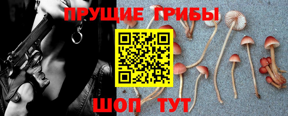 Кингисепп  Псилоцибиновые грибы MAGIC MUSHROOMS  Псилоцибиновые грибы Psilocybine cubensis  Вход с VPN 